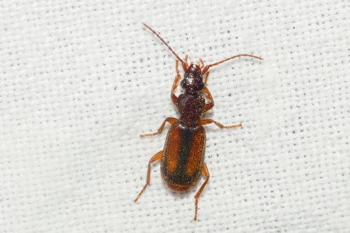 Réf. 262 764 : Polistichus connexus